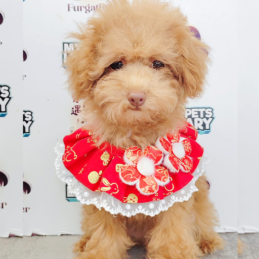 Poodle Puppy (Female) For Sale