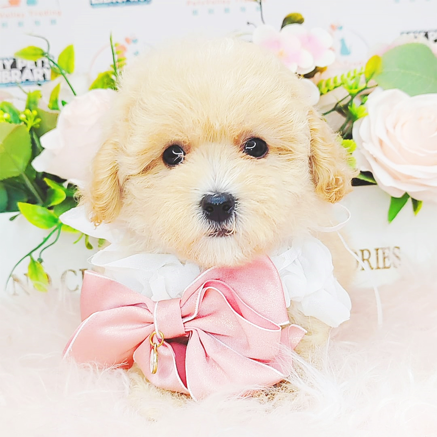 Toy Poodle Puppy (Female) For Sale