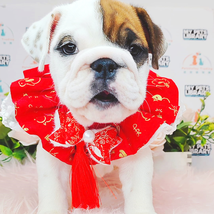 English Bulldog Puppy (Female) For Sale