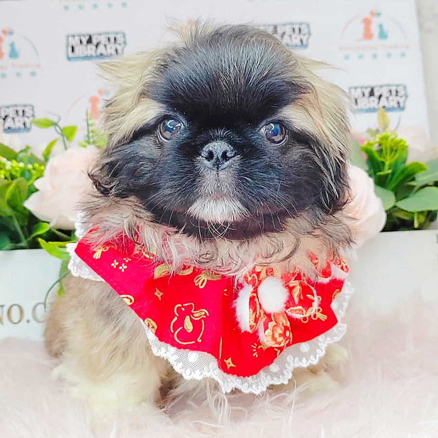 Pekingese Puppy (Male) For Sale