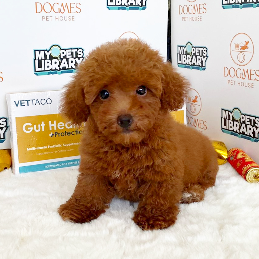 Toy Poodle Puppy (Male) For Sale