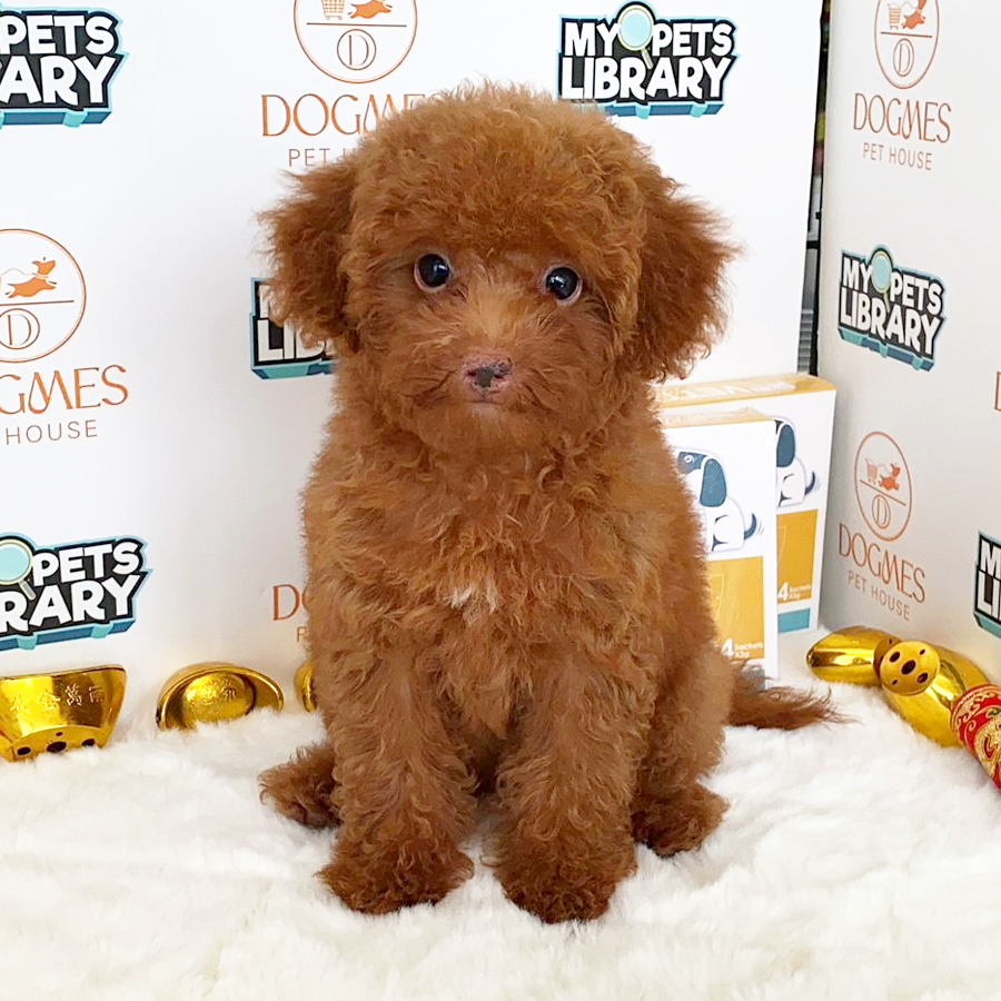 Toy Poodle Puppy (Female) For Sale