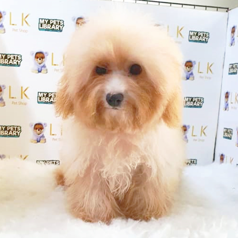 Maltipoo Puppy (Female) For Sale