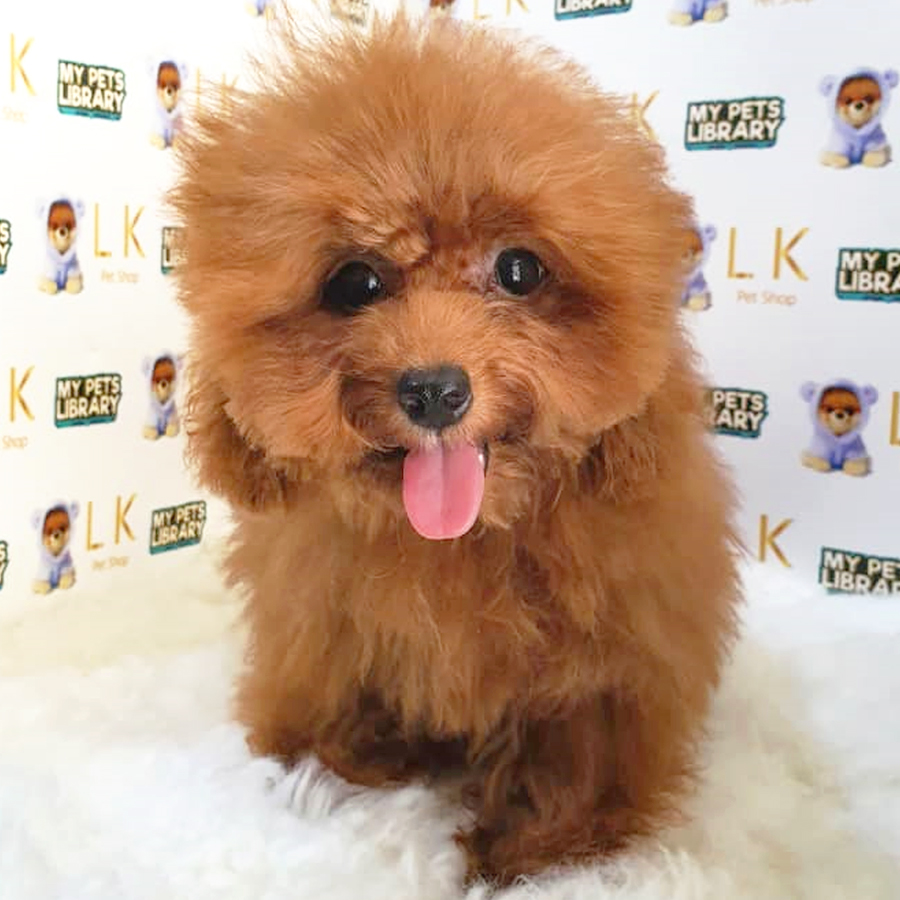 Maltipoo Puppy (Female) For Sale