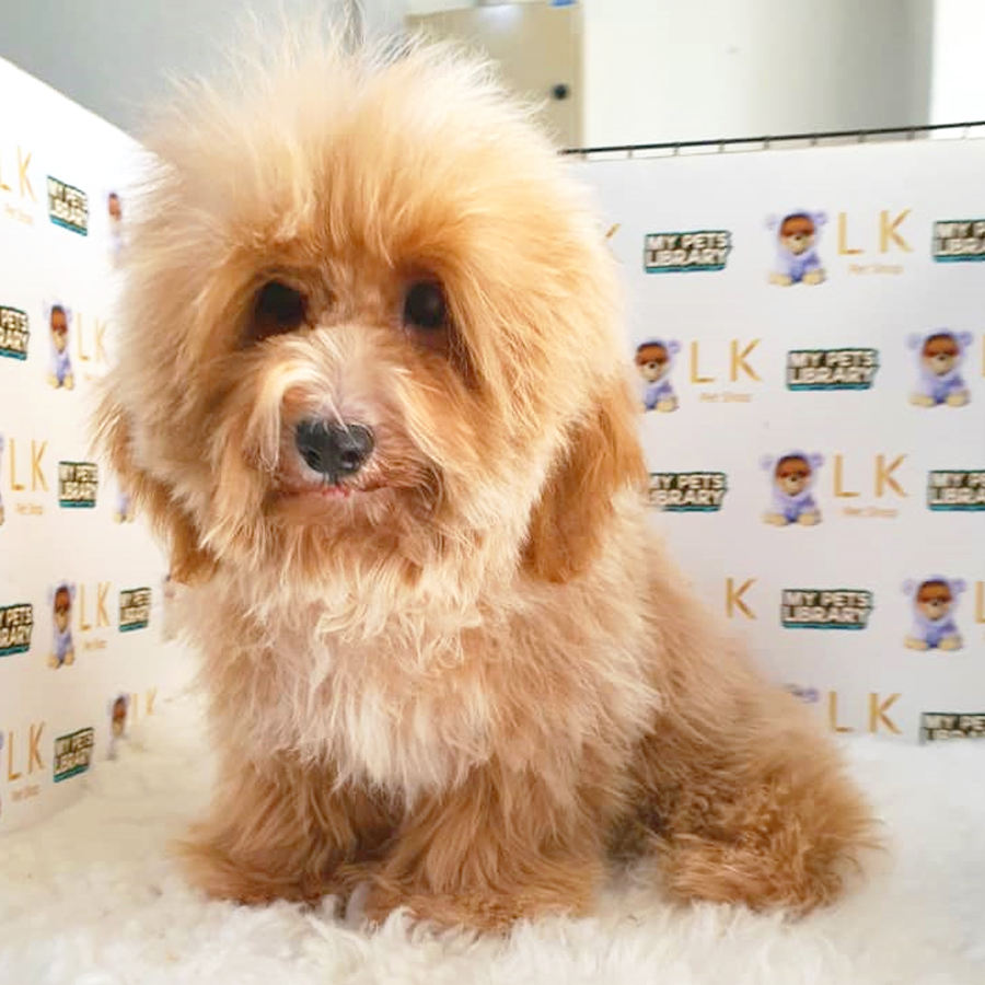 Maltipoo Puppy (Female) For Sale