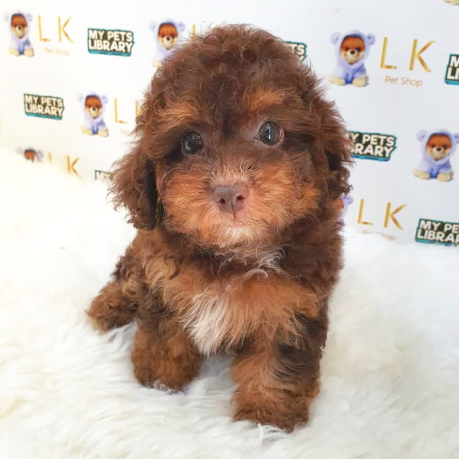 Toy Poodle Puppy (Female) For Sale