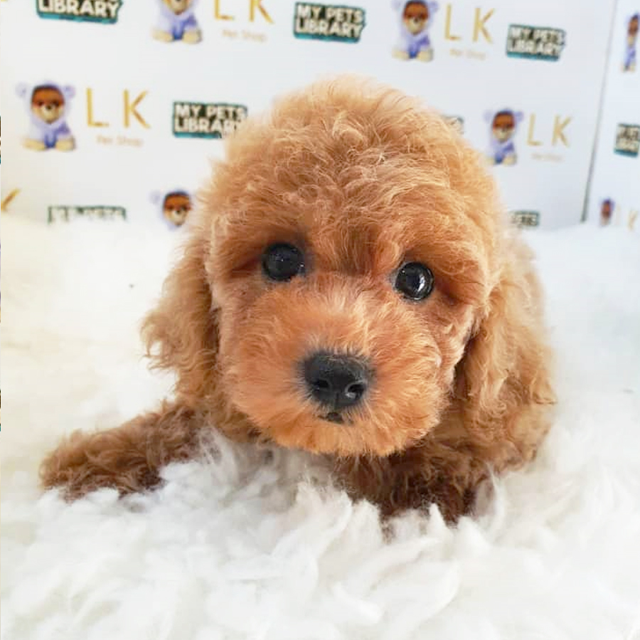 Toy Poodle Puppy (Female) For Sale