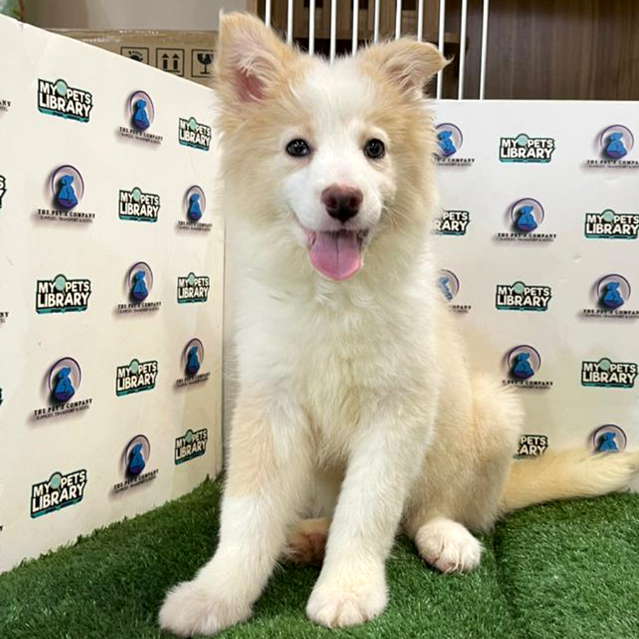 Border Collie Puppy (Female) For Sale