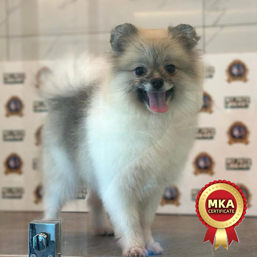 MKA Pomeranian Puppy (Male) For Sale