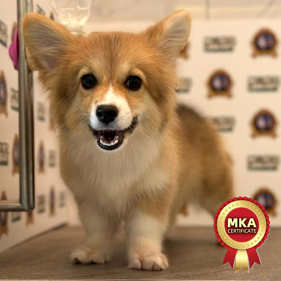 MKA Welsh Pembroke Corgi Puppy (Female) For Sale