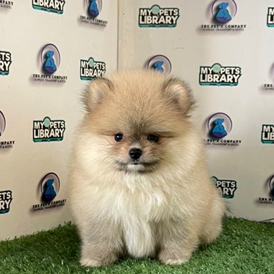 Pomeranian Puppy (Male) For Sale