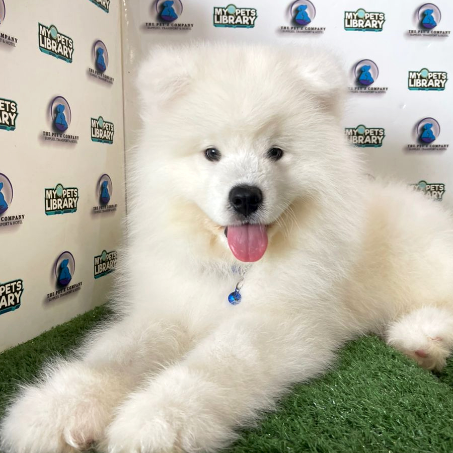 Samoyed Puppy (Female) For Sale