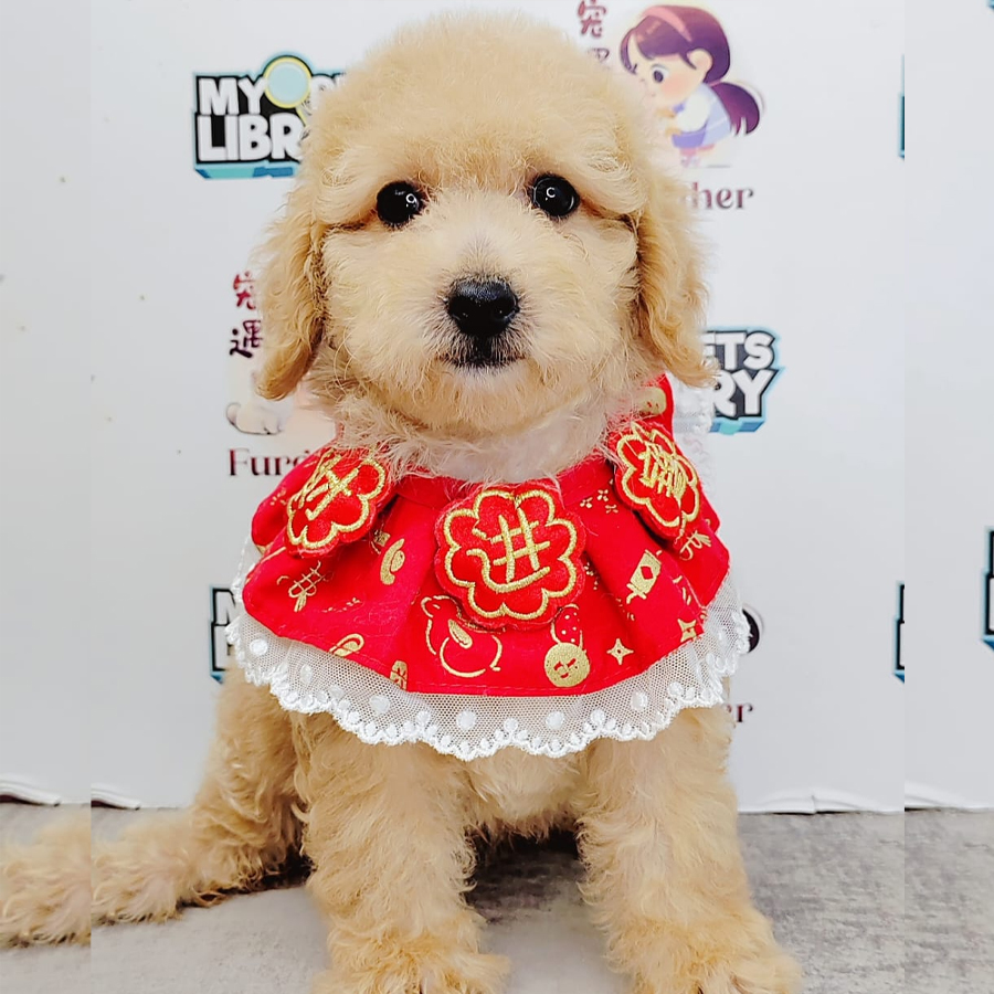 Poodle Puppy (Female) For Sale