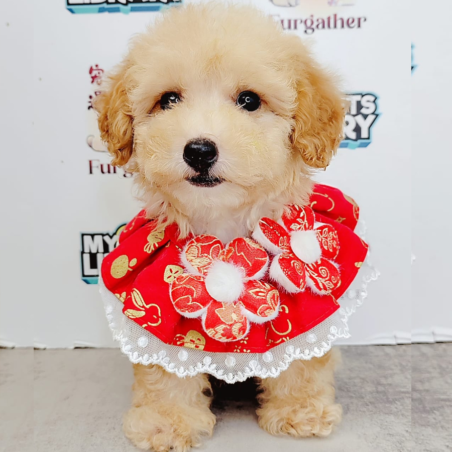 Poodle Puppy (Male) For Sale
