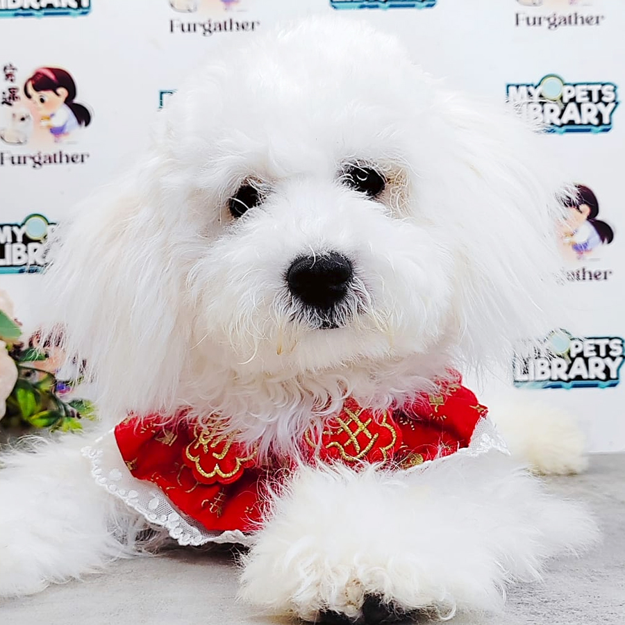 Maltipoo Puppy (Male) For Sale