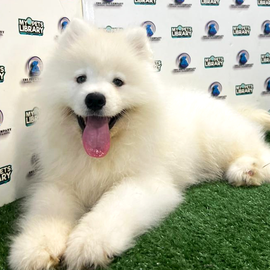 Samoyed Puppy (Male) For Sale