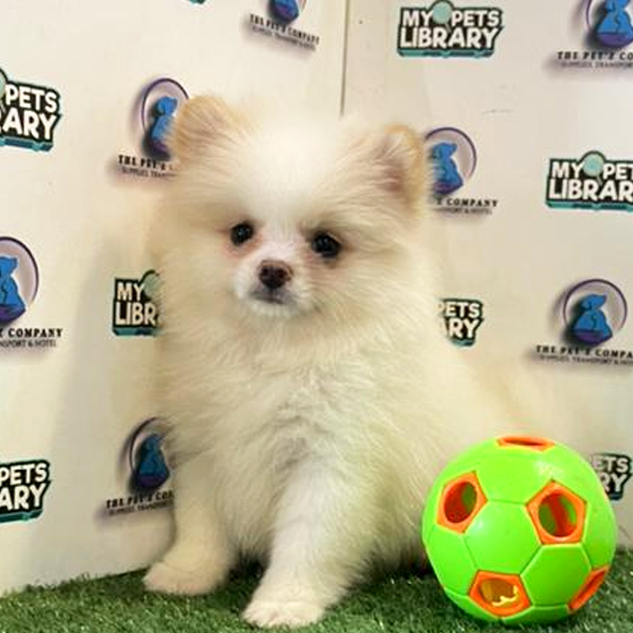 Pomeranian Puppy (Female) For Sale