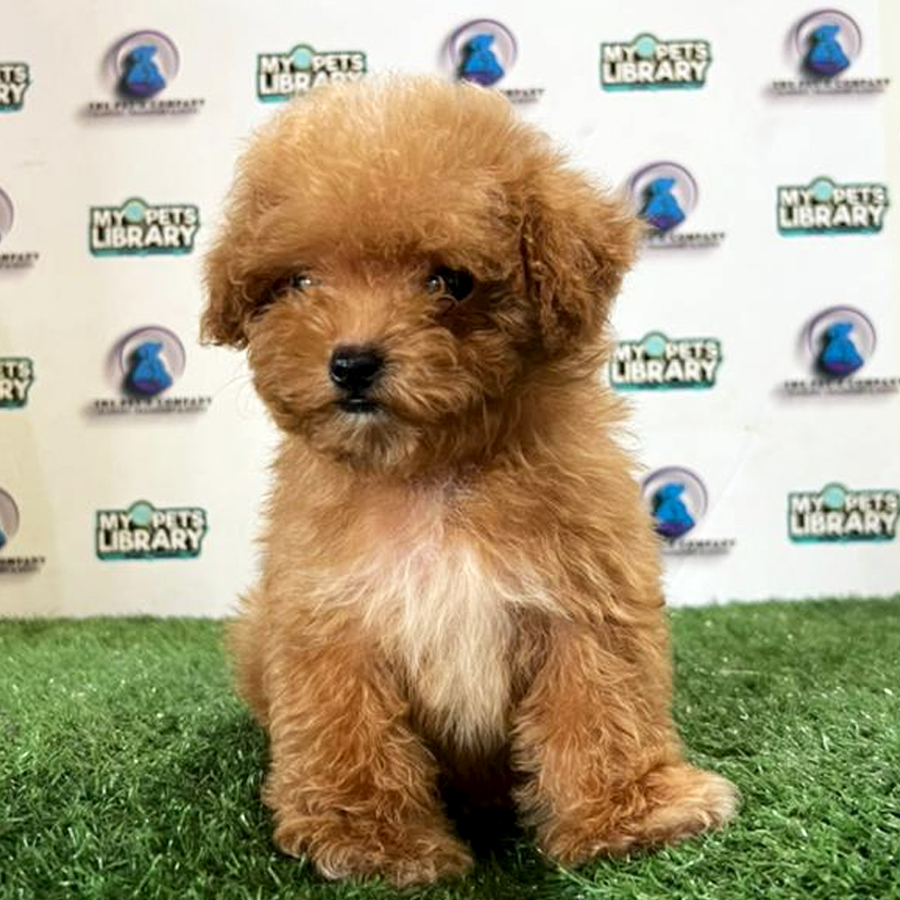 Tiny Poodle Puppy (Female) For Sale
