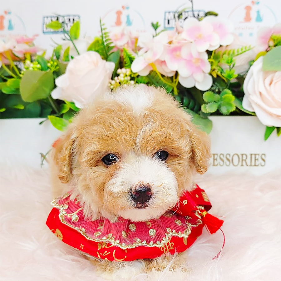 Maltipoo Puppy (Female) For Sale
