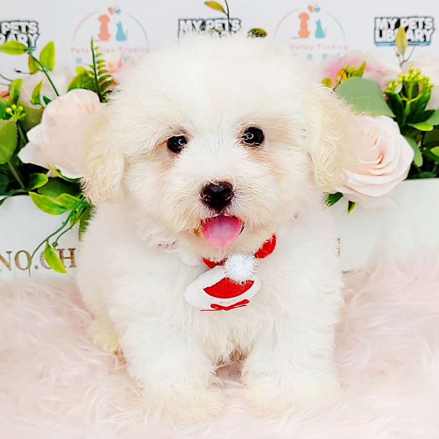 Tiny Poodle Puppy (Male) For Sale