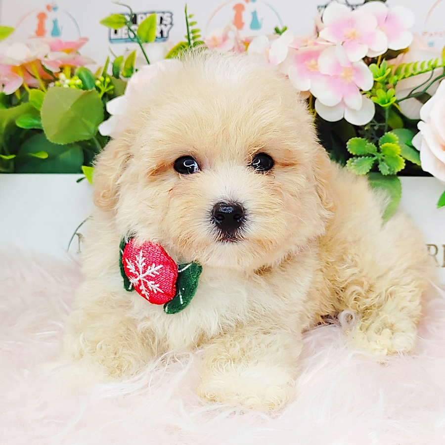 Toy Poodle Puppy (Male) For Sale