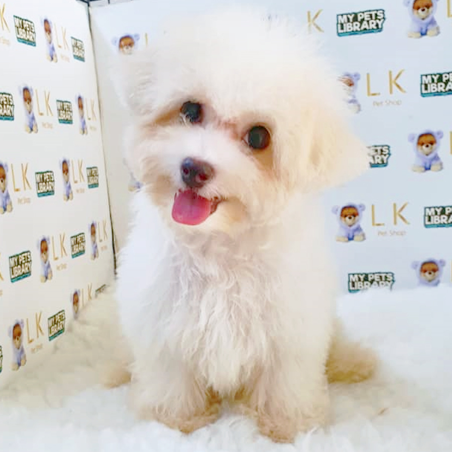 Bichon Mini Puppy (Male) For Sale