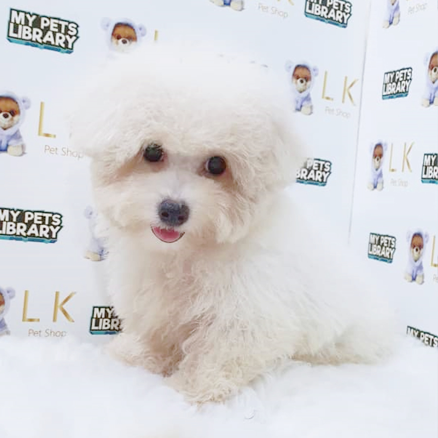 Bichon Mini Puppy (Female) For Sale