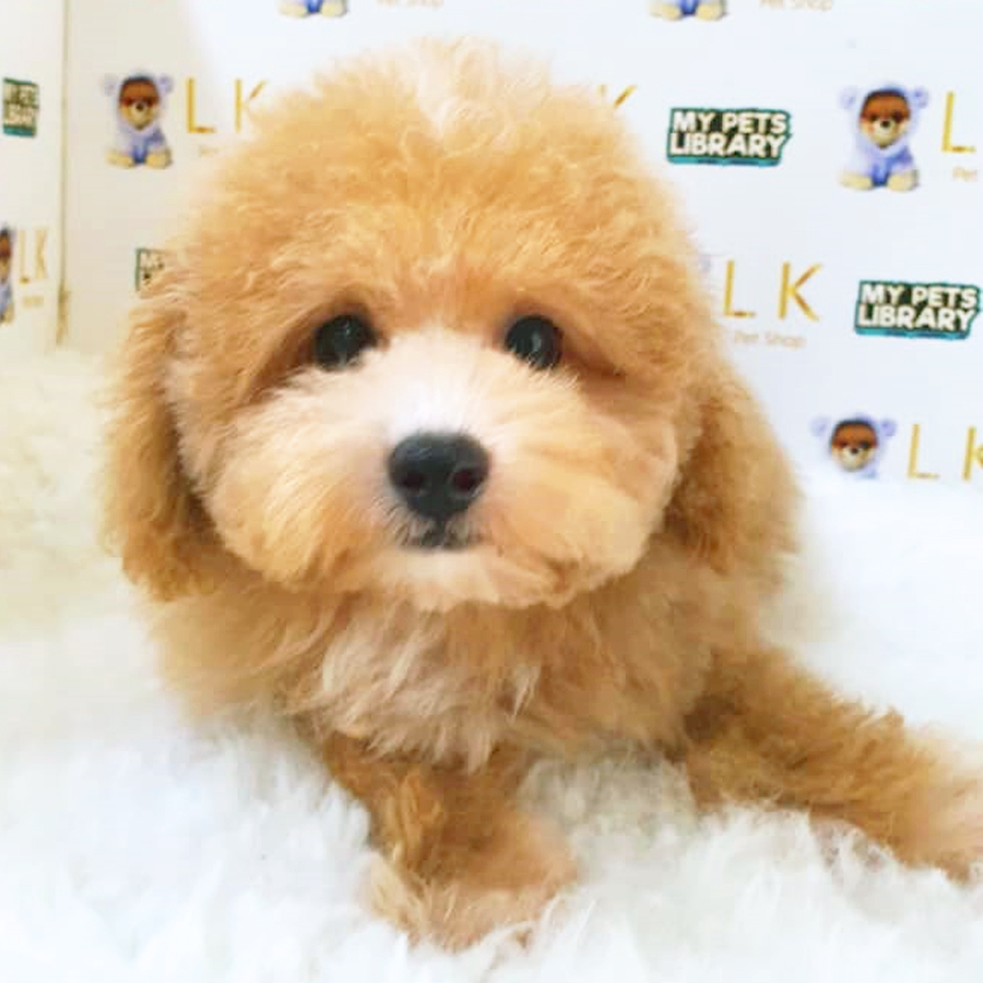 Toy Poodle Puppy (Female) For Sale