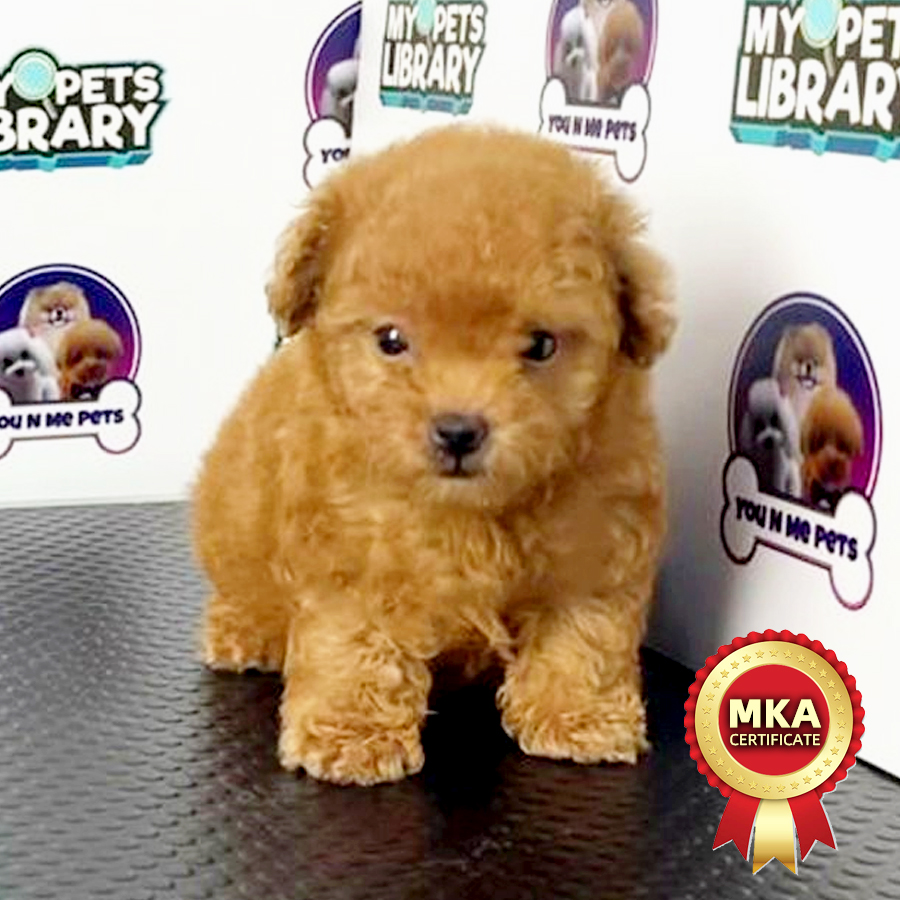 MKA Tiny Poodle Puppy (Female) For Sale