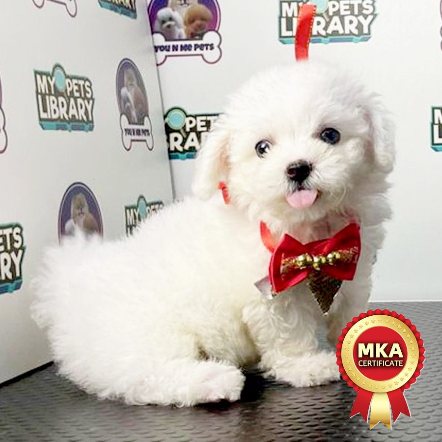MKA Bichon Frise Puppy (Male) For Sale