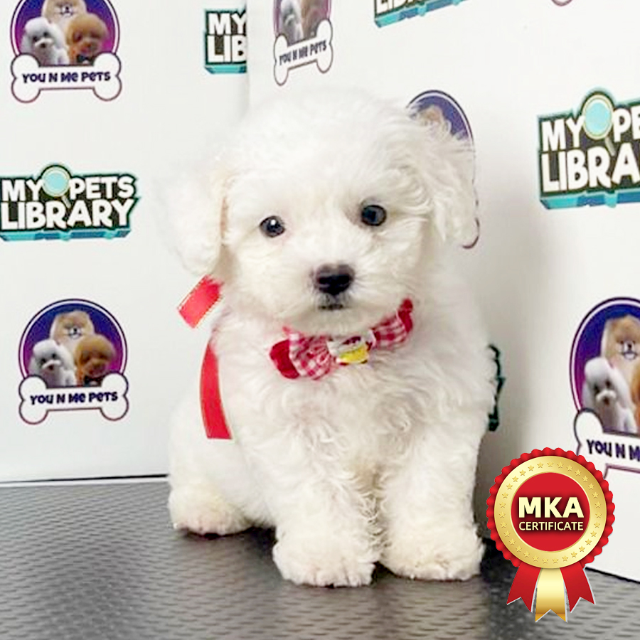 MKA Bichon Frise Puppy (Male) For Sale