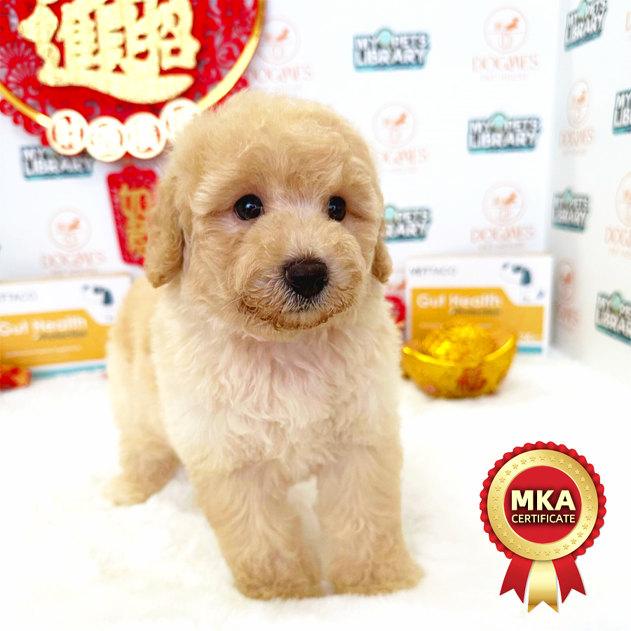 MKA Toy Poodle Puppy (Male) For Sale