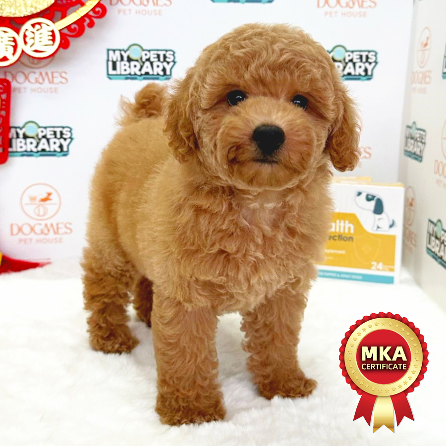 MKA Toy Poodle Puppy (Female) For Sale