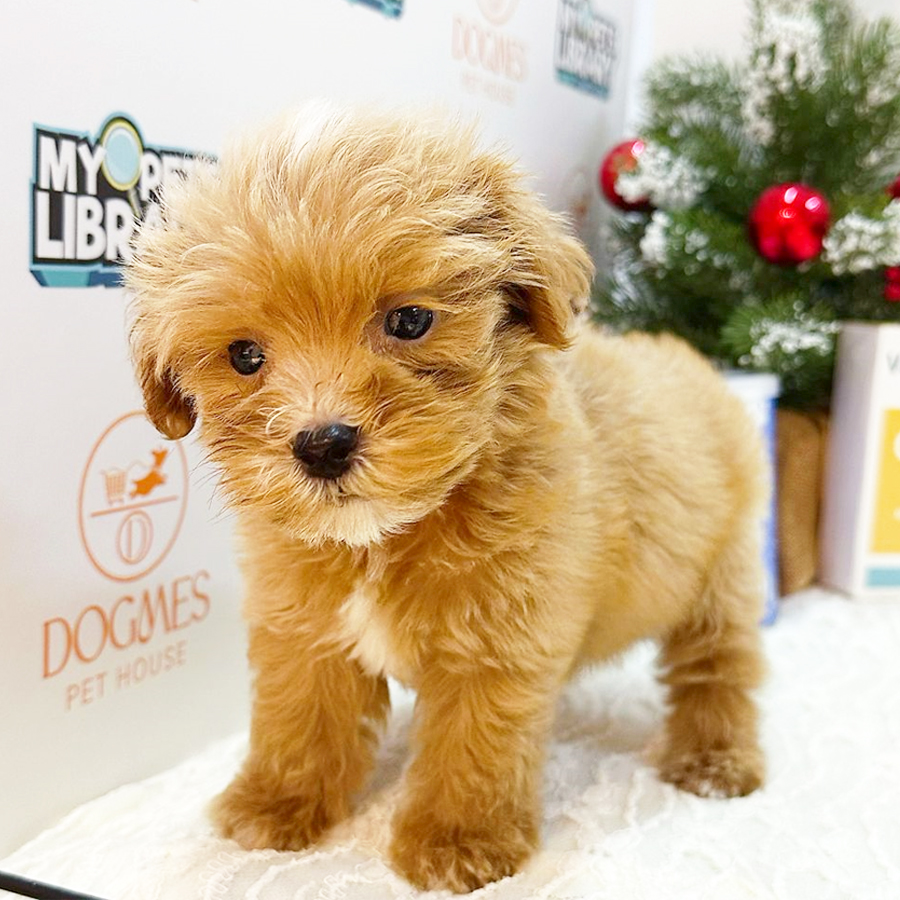 Toy Poodle Puppy (Female) For Sale