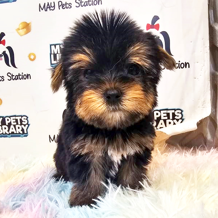 Yorkshire Terrier Puppy (Female) For Sale
