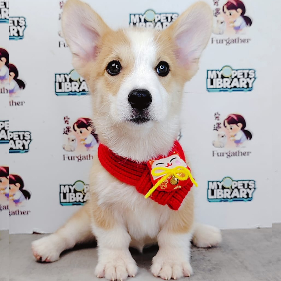 Corgi Puppy (Male) For Sale