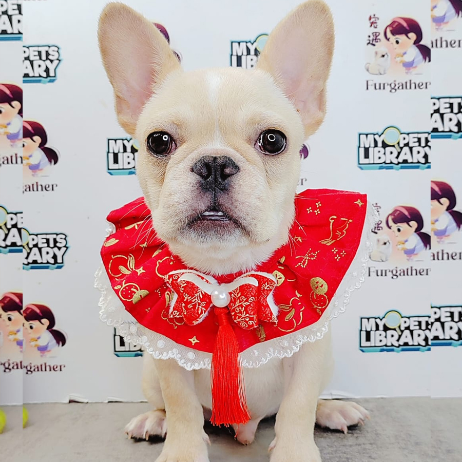 French Bulldog Puppy (Male) For Sale