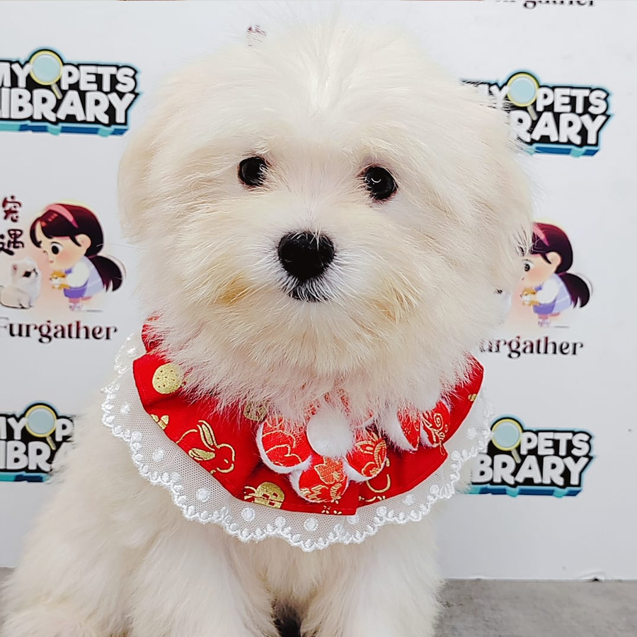 Tiny Maltese Puppy (Male) For Sale