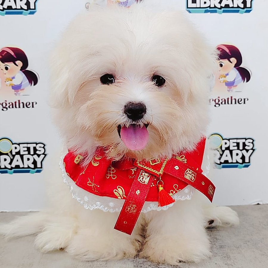 Tiny Maltese Puppy (Male) For Sale