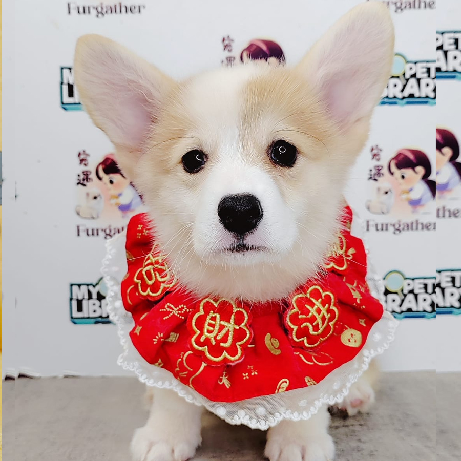 Medium Coat Corgi Puppy (Female) For Sale