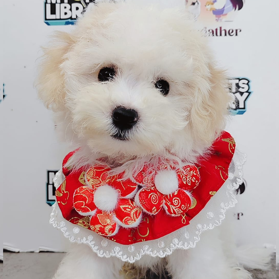 Bichon Puppy (Female) For Sale