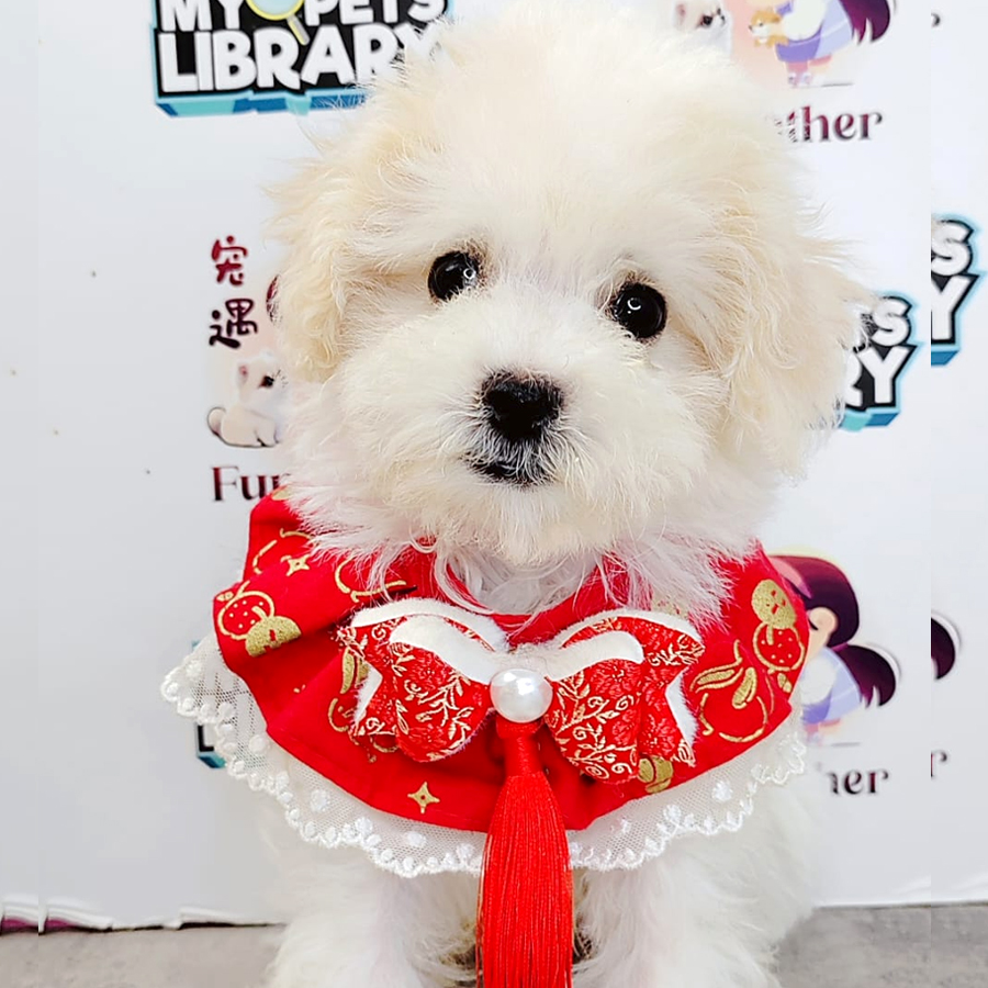 Bichon Puppy (Male) For Sale