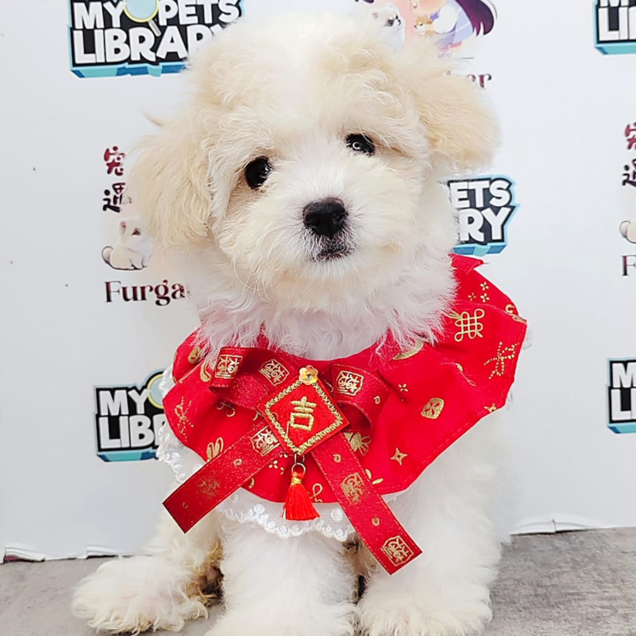 Maltipoo Puppy (Female) For Sale