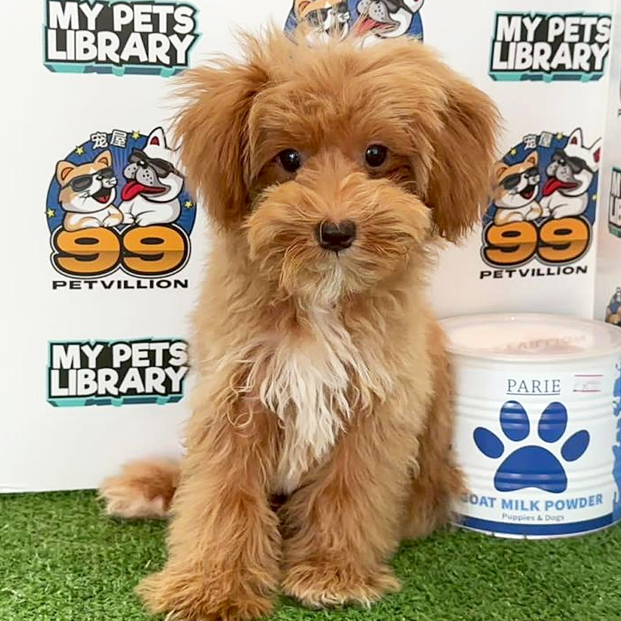 Tiny Toy Poodle Puppy (Female) For Sale