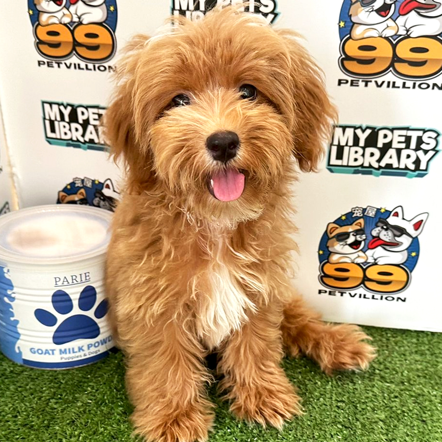 Tiny Toy Poodle Puppy (Female) For Sale