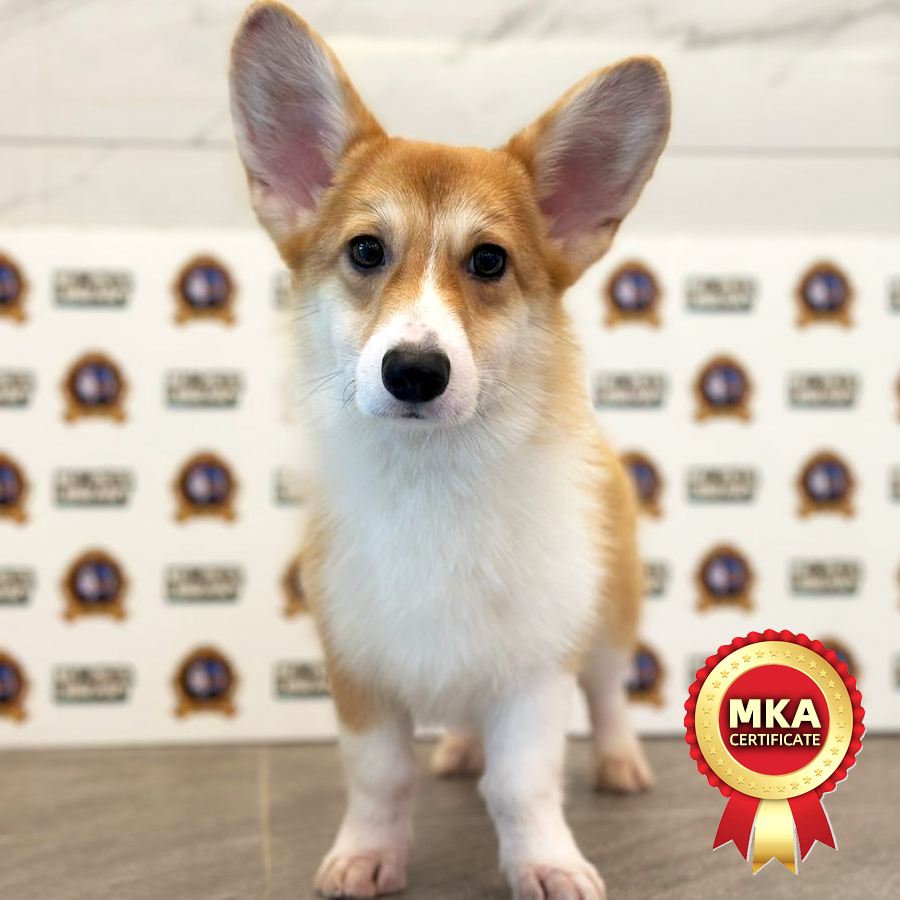 MKA Welsh Pembroke Corgi Puppy (Male) For Sale