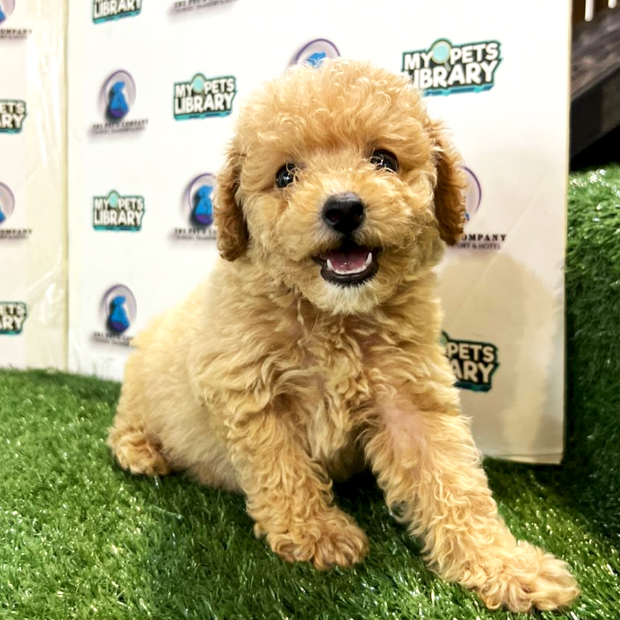 Toy Poodle Puppy (Female) For Sale