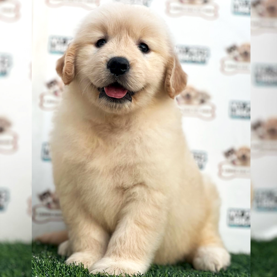Golden Retriever Puppy (Female) For Sale