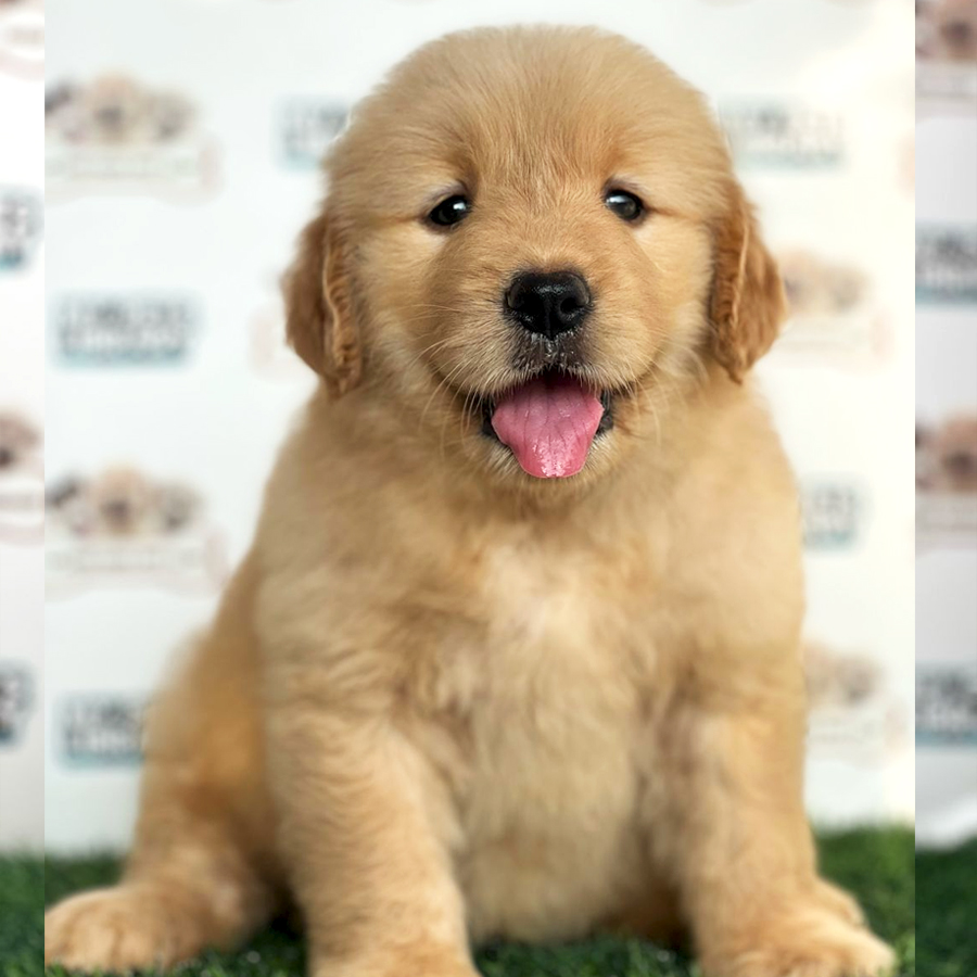 Golden Retriever Puppy (Female) For Sale
