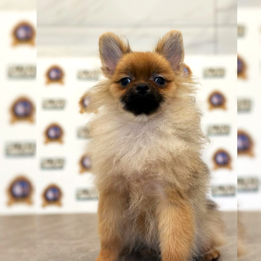 Pomeranian Puppy (Female) For Sale